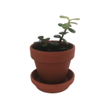 Succulent - Mini Spekboom (Portulacaria afra)